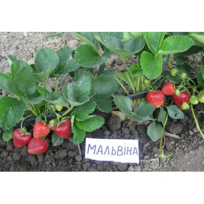 Malwina / Мальвіна