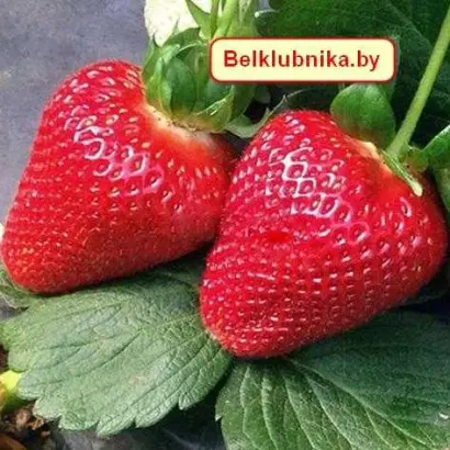 MURANO / МУРАНО