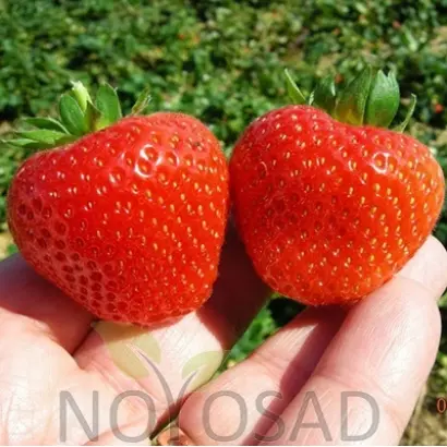 Portola / Портола