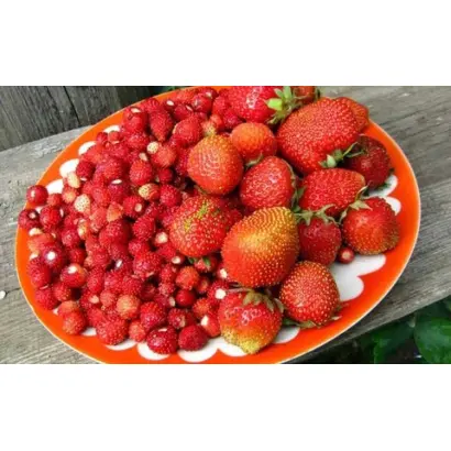 Прысвята / Присвята