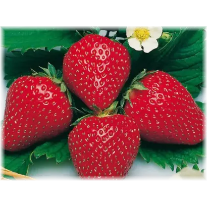 RENAISSANCE / РЕНЕСАНС