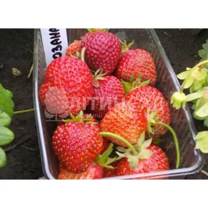 Розана київська