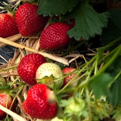 Rubis des Jardins / Рубі де Жардін