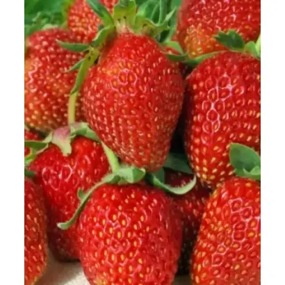 Русановка / Русанівка