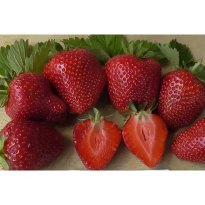 SANDRINA / САНДРІНА