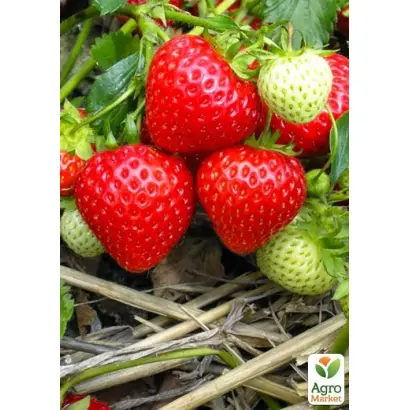 Sweet Charlie / Світ Чарлі