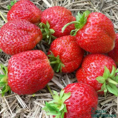 Symphony / Симфонія