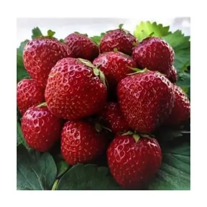 Sonata / Соната