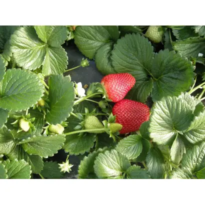 SPLENDOR / СПЛЕНДОР