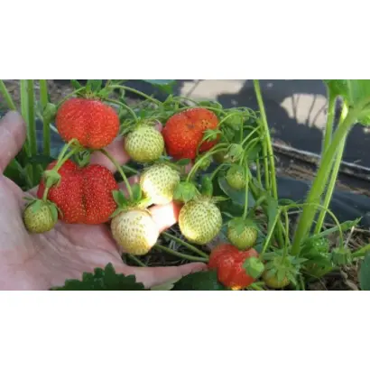 Фестивальная ромашка / Фестивальна ромашка