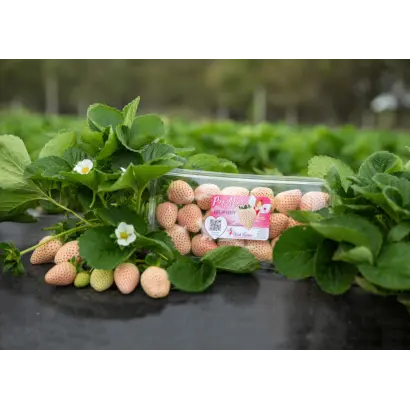 FL 16 78 109 / ФЛ 16 78 109