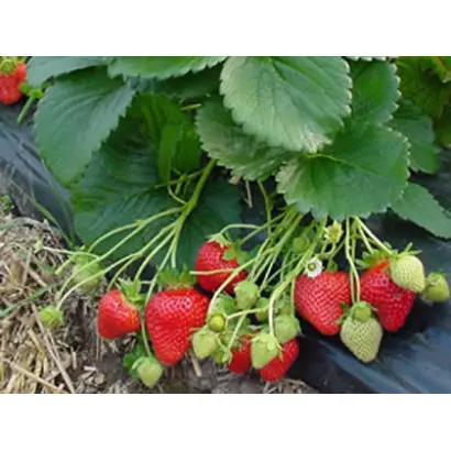 Flamenco / Фламенко