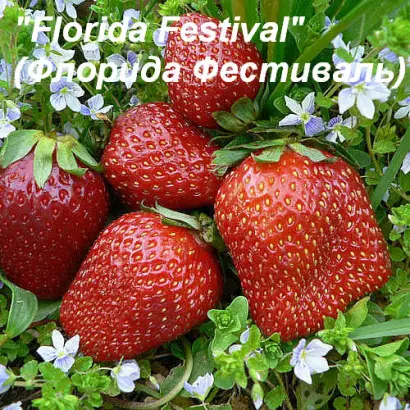Florida Festival / Флорида Фестиваль
