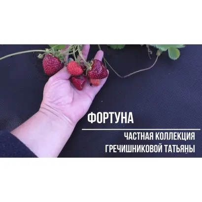 Florida Fortuna / Флорида Фортуна