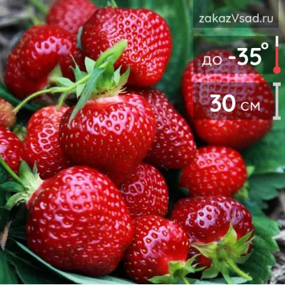 Honeoye / Хонейо