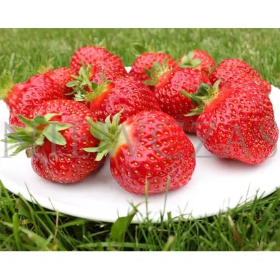 Honeoye / Хонейо