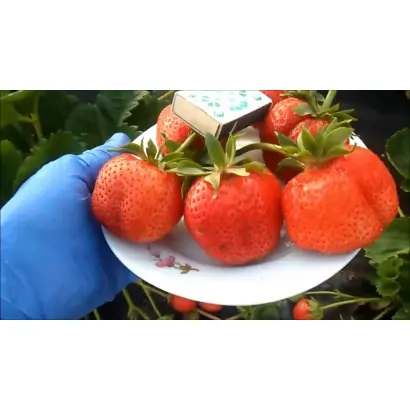 Galiaciv / Галіаців