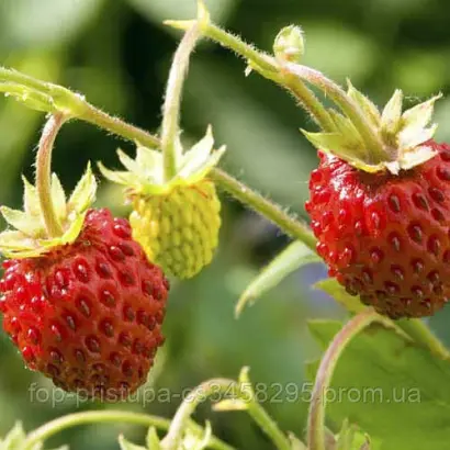 DIPRED / ДІПРЕД