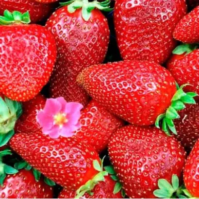 DrisStrawThirtyEight / ДрісСтроуСьортіЕйт