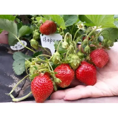 DrisStrawThirtySix / ДрісСтроуСьортіСикс