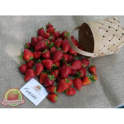 DrisStrawThirtyFour / ДрісСтроуСьортіФор