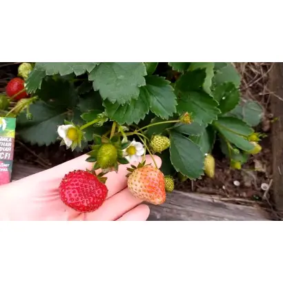 DrisStrawFiftyOne / ДрісСтроуФіфтіВан