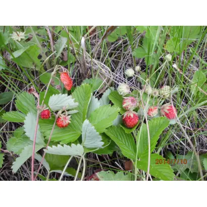 DrisStrawFortyNine / ДрісСтроуФортіНайн