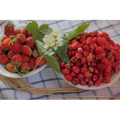 DrisStrawFortyFive / ДрісСтроуФортіФайв