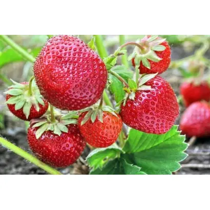 Зенга Зенгана