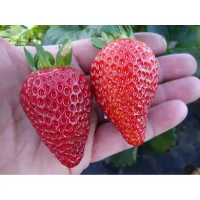 LINOSA / ЛІНОЗА