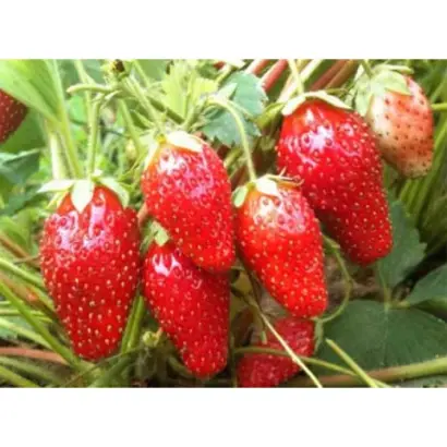 Львовская ранняя / Львівська рання