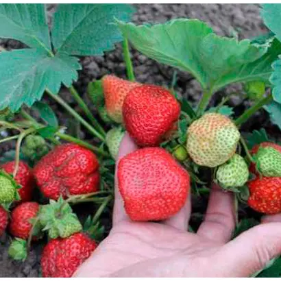 Ред Гонтлет