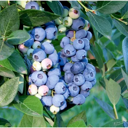 Aurora / Аврора