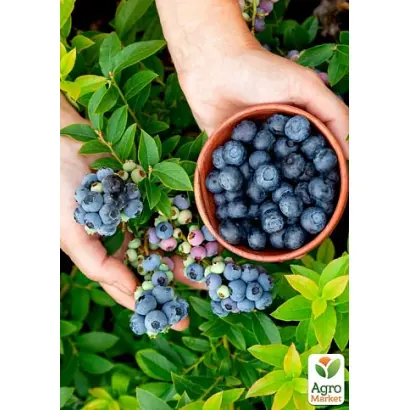 BLUE RIBBON / БЛУ РІББОН