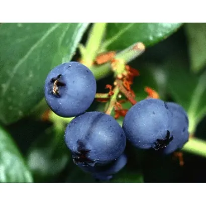 Bluestar 701M / Блустар 701М