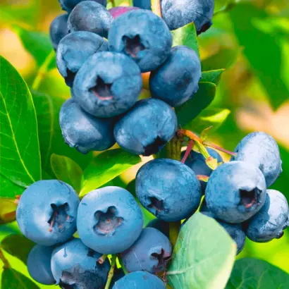 Bluegold / Блюголд