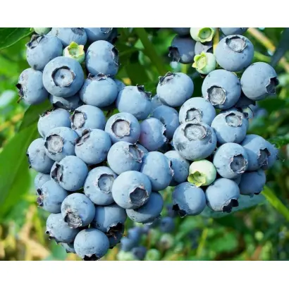 Bluecrop / Блюкроп