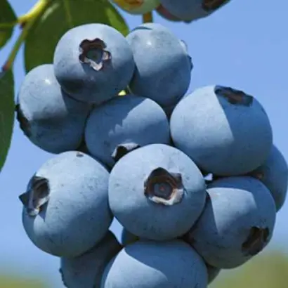 Brigitta Blue / Брігітта Блю