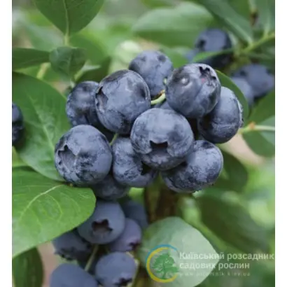 Darrow / Дарроу