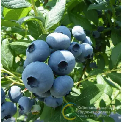 Draper / Драпер