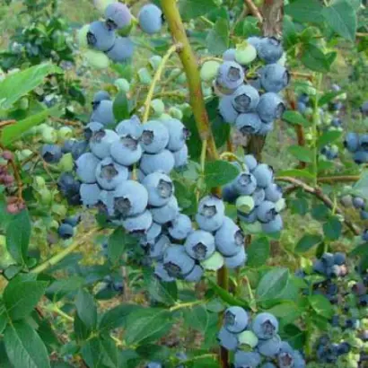 elizabeth / Елізабет