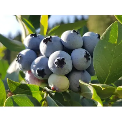 Elliott / Елліотт