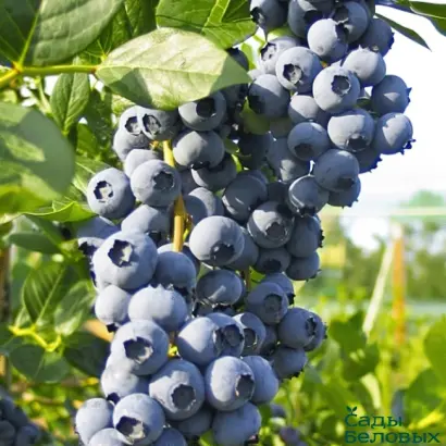 Legacy / Легасі