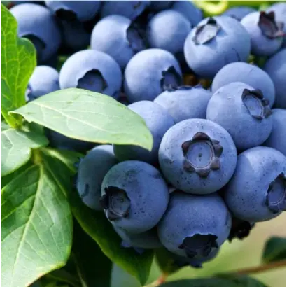 Liberty / Ліберті