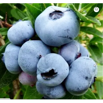 MegasBlue / МегасБлу