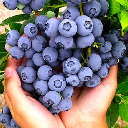 PASTEL / ПАСТЕЛЬ