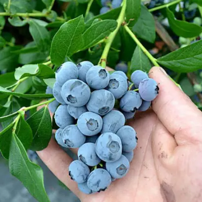 Patriot / Патріот