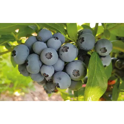 SIMULTAN / СІМУЛТАН