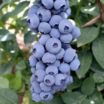 Titanium / Титаніум