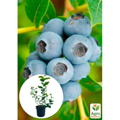 TOP SHELF / ТОП ШЕЛФ